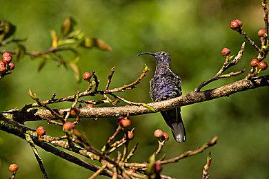 科隆：《索尼克：未知边境》15分钟试玩演示